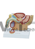 The model of male pelvic cavity